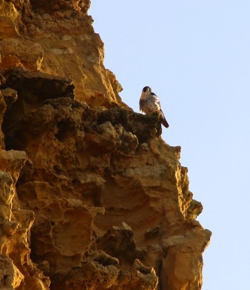 Peregrine on East Cliff