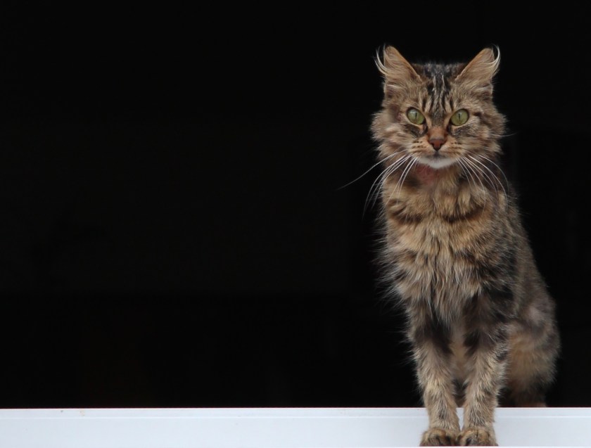 IMG_6168 - Version 4