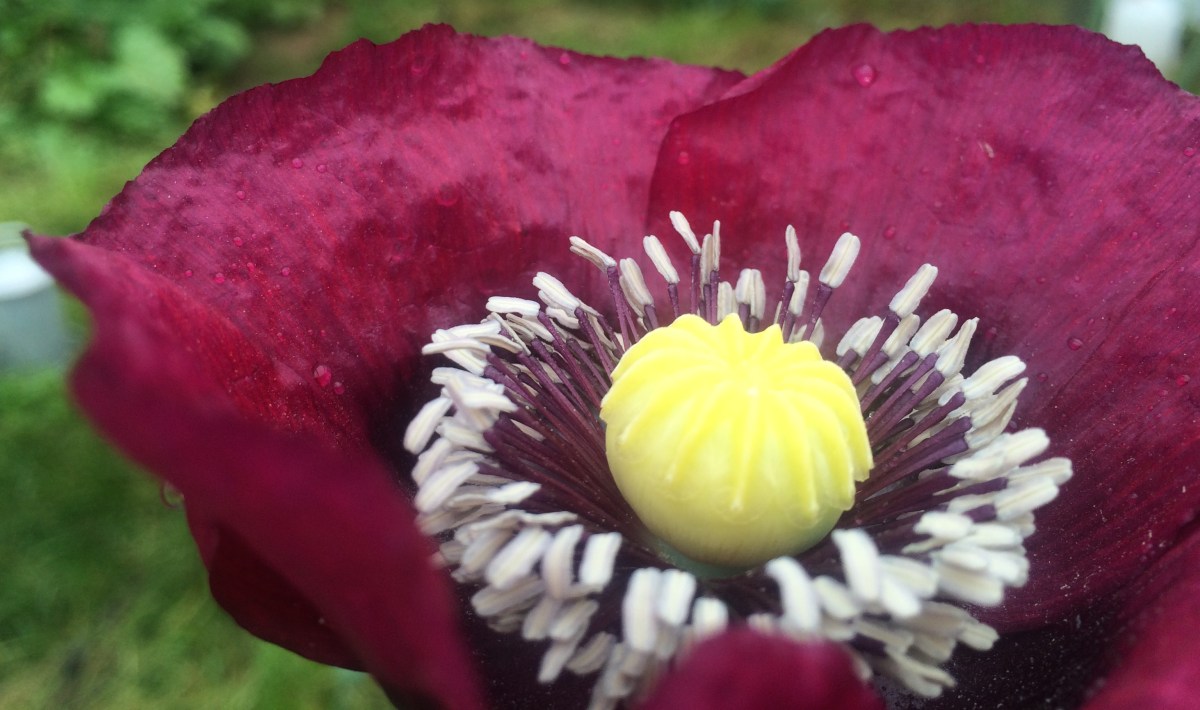 Drenched and Delicious