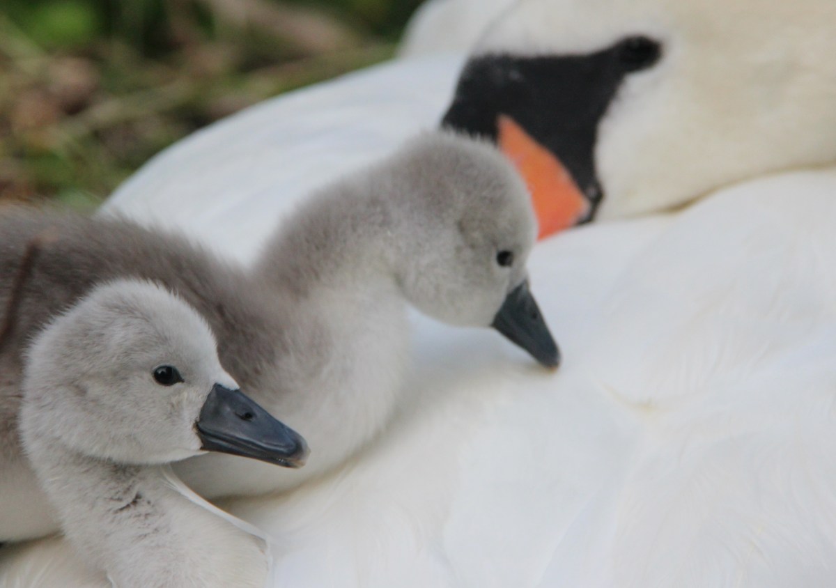 Soft As a&nbsp;Whisper